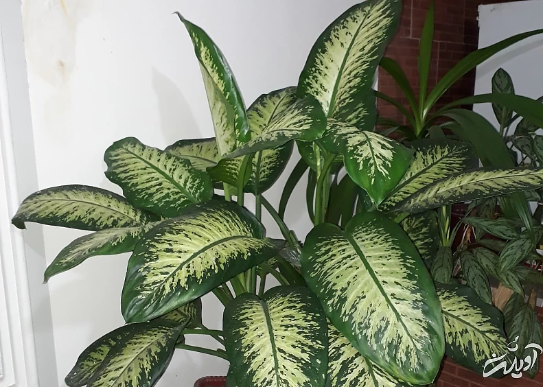 دو پیشنهاد عالی برای نگهداری از گیاهان آپارتمانی در محیطهای کم نور